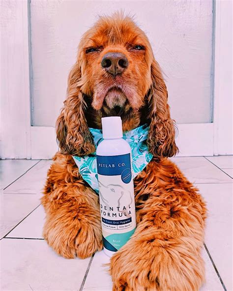 How to Choose the Right Magic Mouthwash for Your Dog's Specific Needs